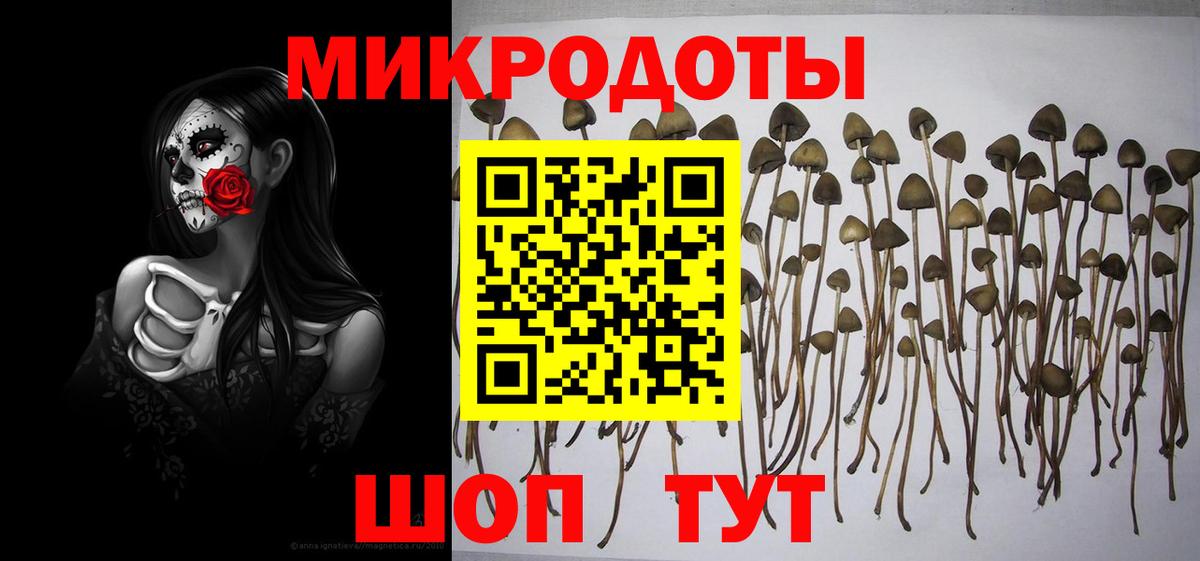 Галлюциногенные грибы Psilocybine cubensis Мичуринск